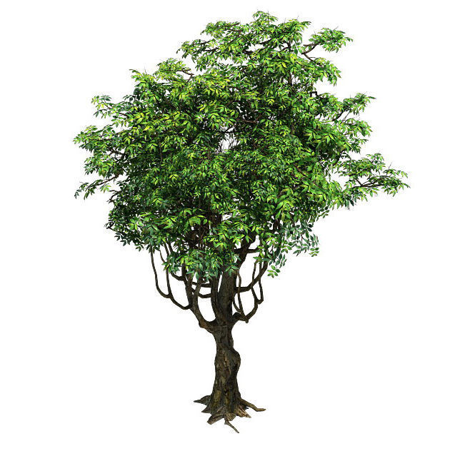 Plant - Tree 18 3D model_2