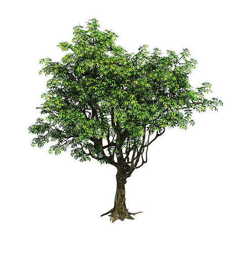 Plant - Tree 18 3D model