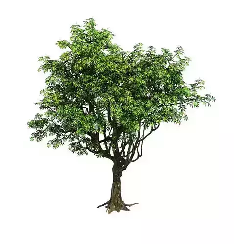 Plant - Tree 18 3D model