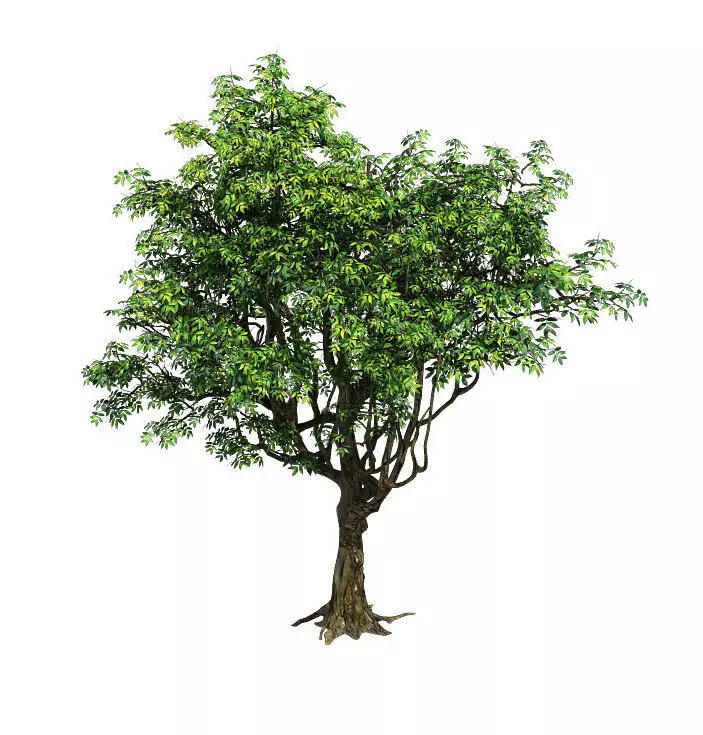 Plant - Tree 18 3D model_0