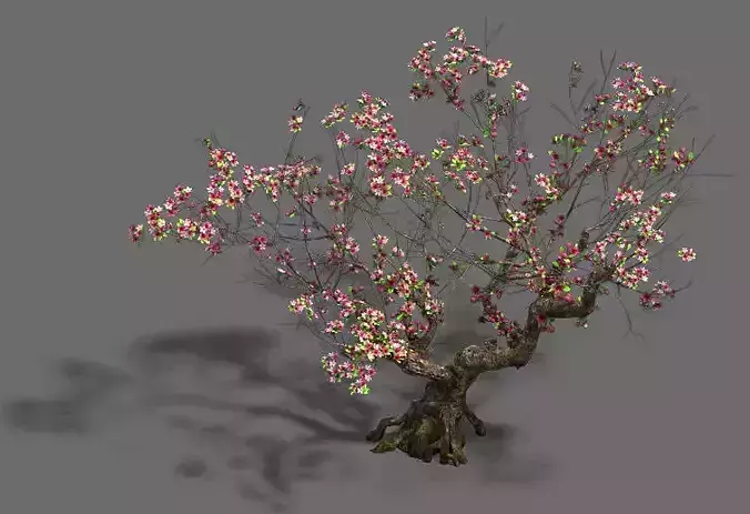 Plant - Peach Tree 18