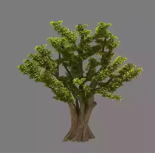 Plant - Ginkgo Tree 01