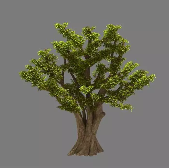 Plant - Ginkgo Tree 01 3D model_0