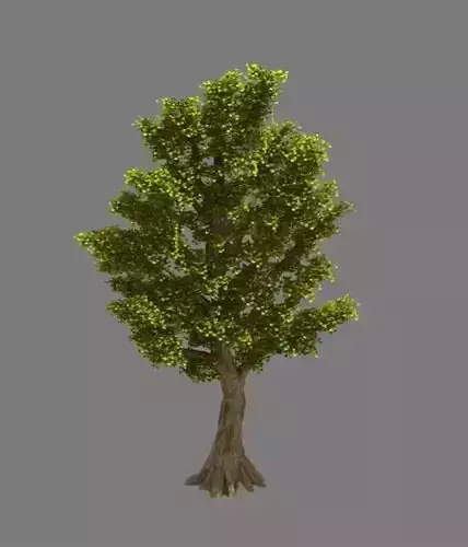 Plant - Ginkgo Tree 02