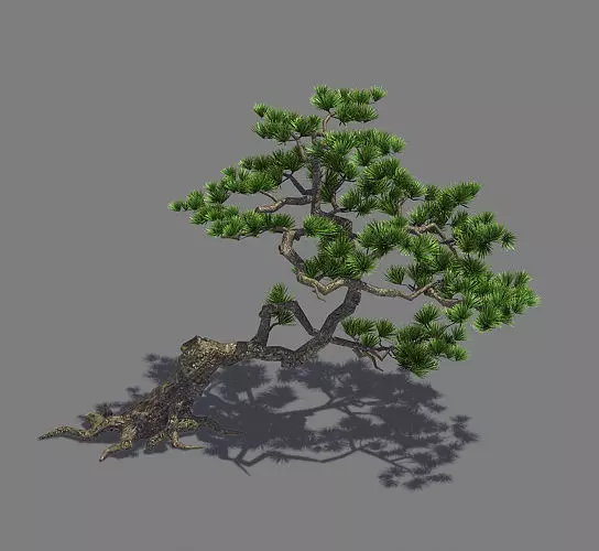 Plant - welcoming pine 01 3D model_0