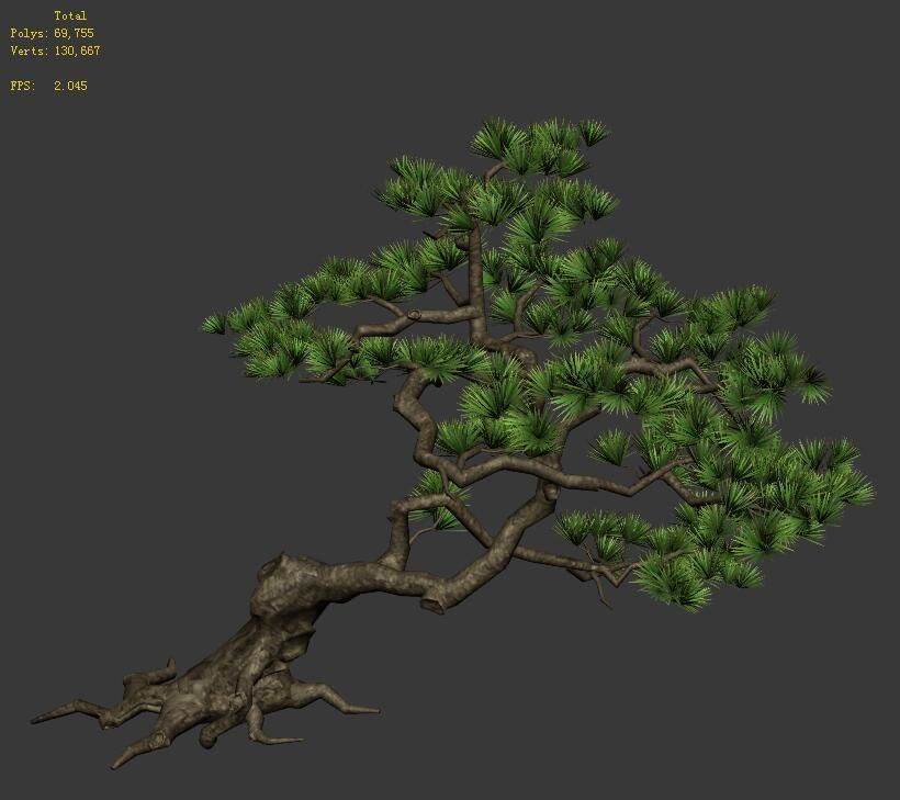 Plant - welcoming pine 01 3D model_1