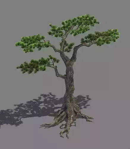 Plant - welcoming pine 02