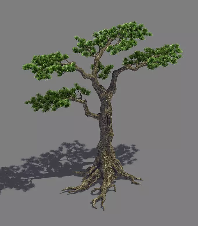 Plant - welcoming pine 02 3D model_0