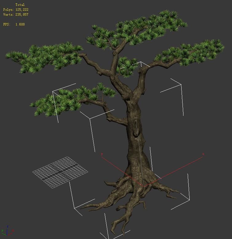 Plant - welcoming pine 02 3D model_1