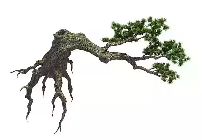 Plant - welcoming pine 03