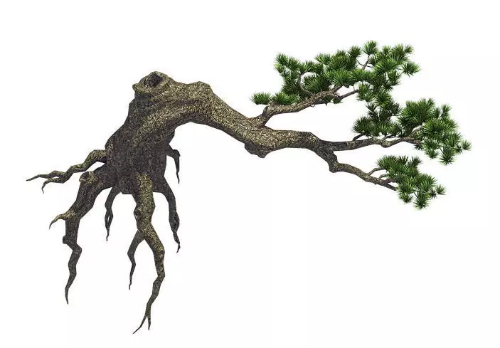 Plant - welcoming pine 03 3D model_0