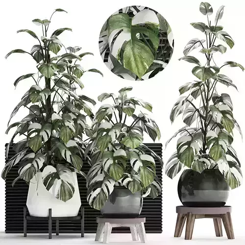 Collection Exotic plants Monstera 451
