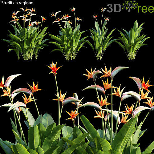 Strelitzia reginae 01 3D model