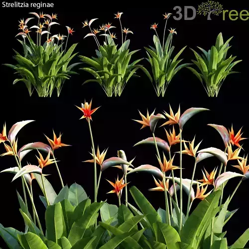 Strelitzia reginae 01 3D model