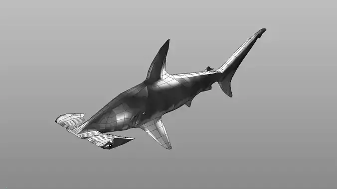 hammerhead shark low poly Low-poly 3D model