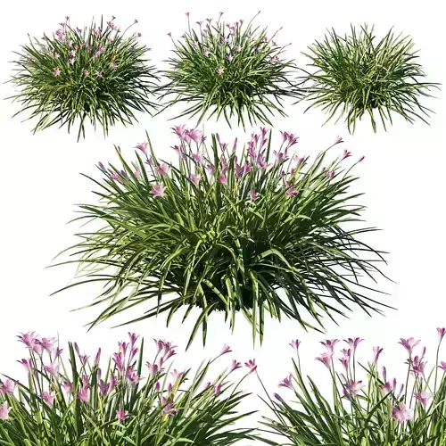 Zephyranthes Rain lily