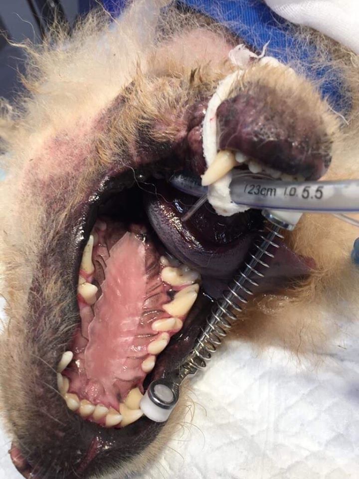 Dental Impression Tray For Dogs upper arch 3D print model_7