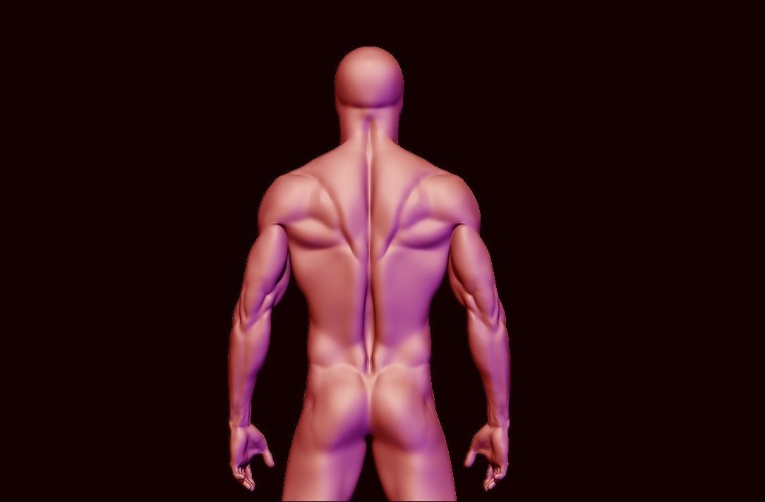 basemesh HIGH AND LOW POLY ANATOMY SCULPTING  3D model_14