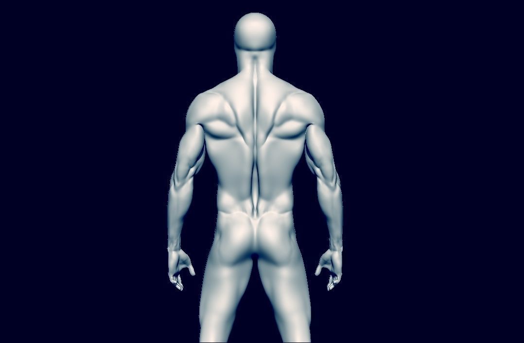 basemesh HIGH AND LOW POLY ANATOMY SCULPTING  3D model_7