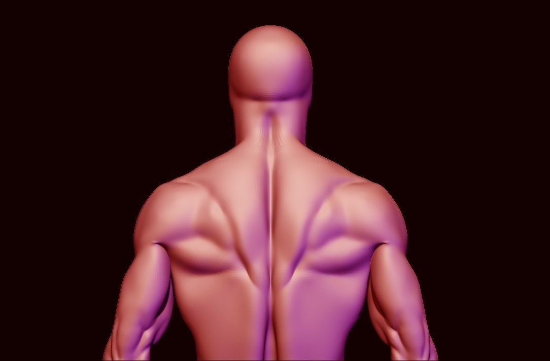 basemesh HIGH AND LOW POLY ANATOMY SCULPTING  3D model_17