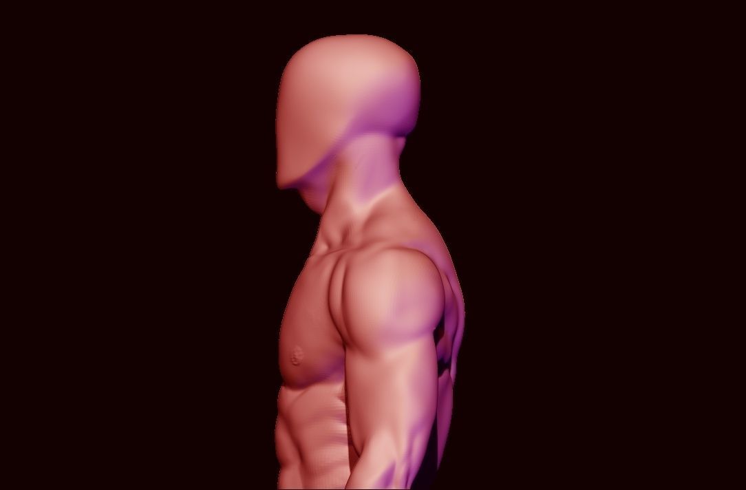 basemesh HIGH AND LOW POLY ANATOMY SCULPTING  3D model_15