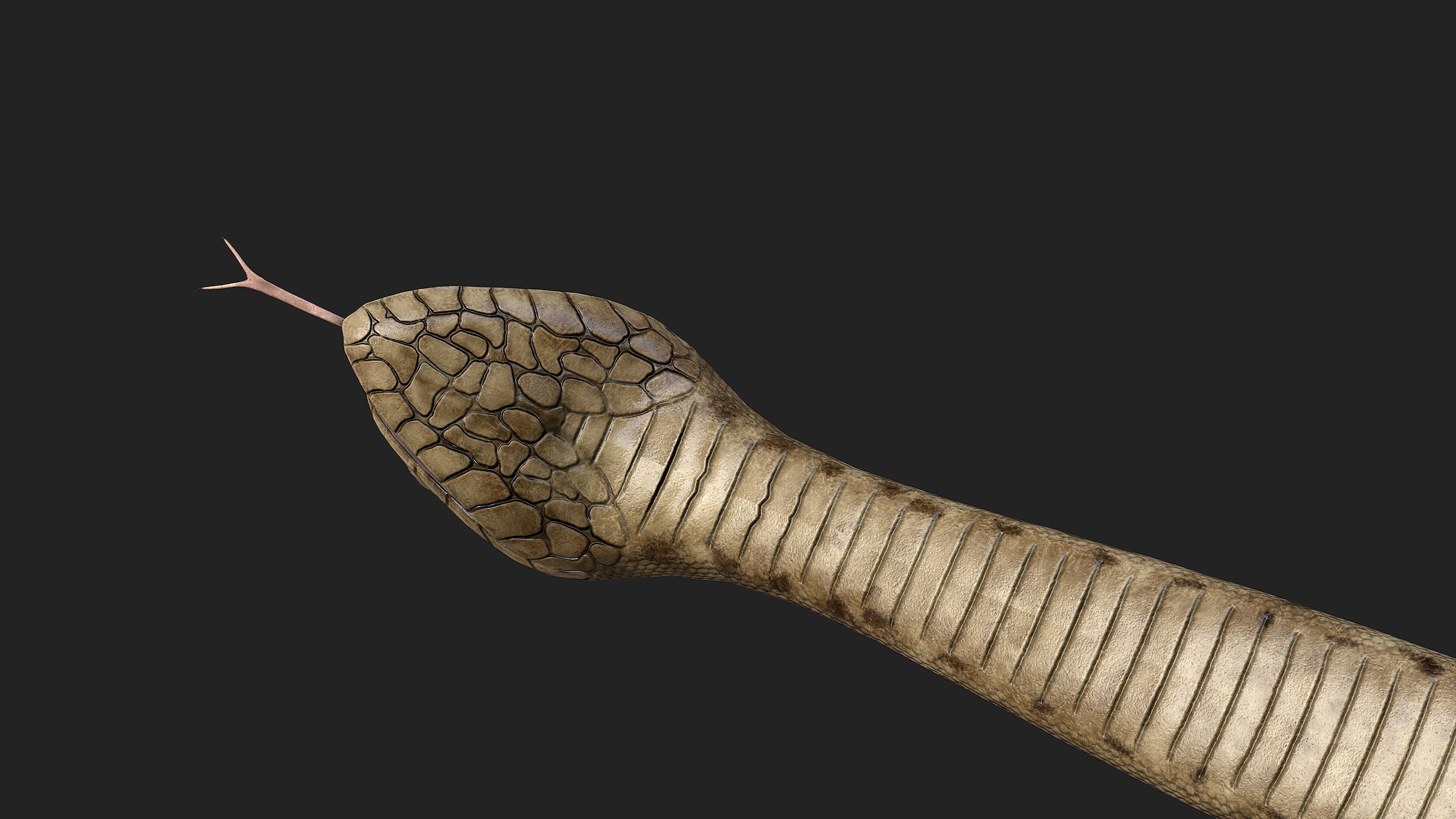 Rattlesnake snake Low-poly 3D model_11