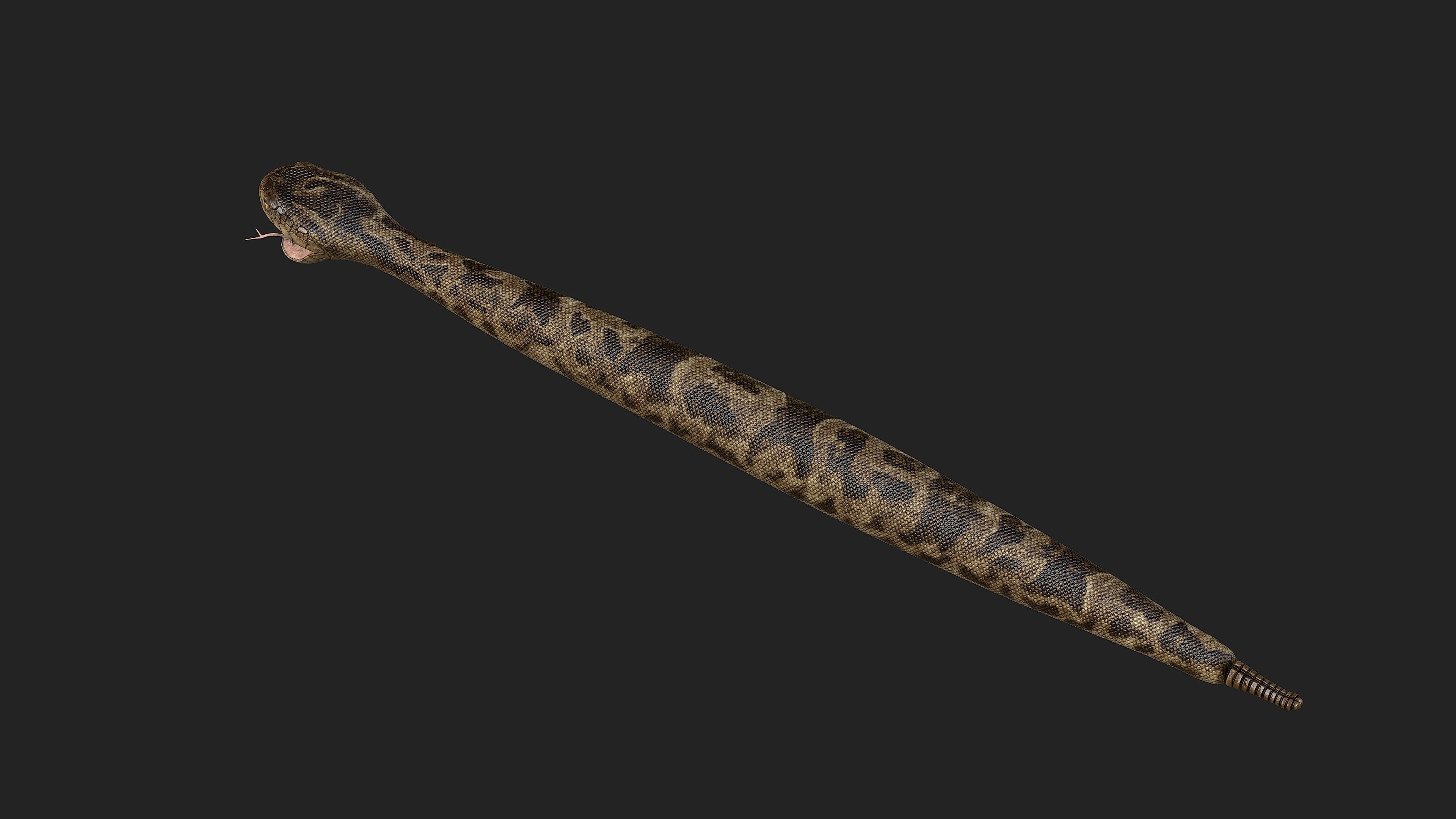Rattlesnake snake Low-poly 3D model_7