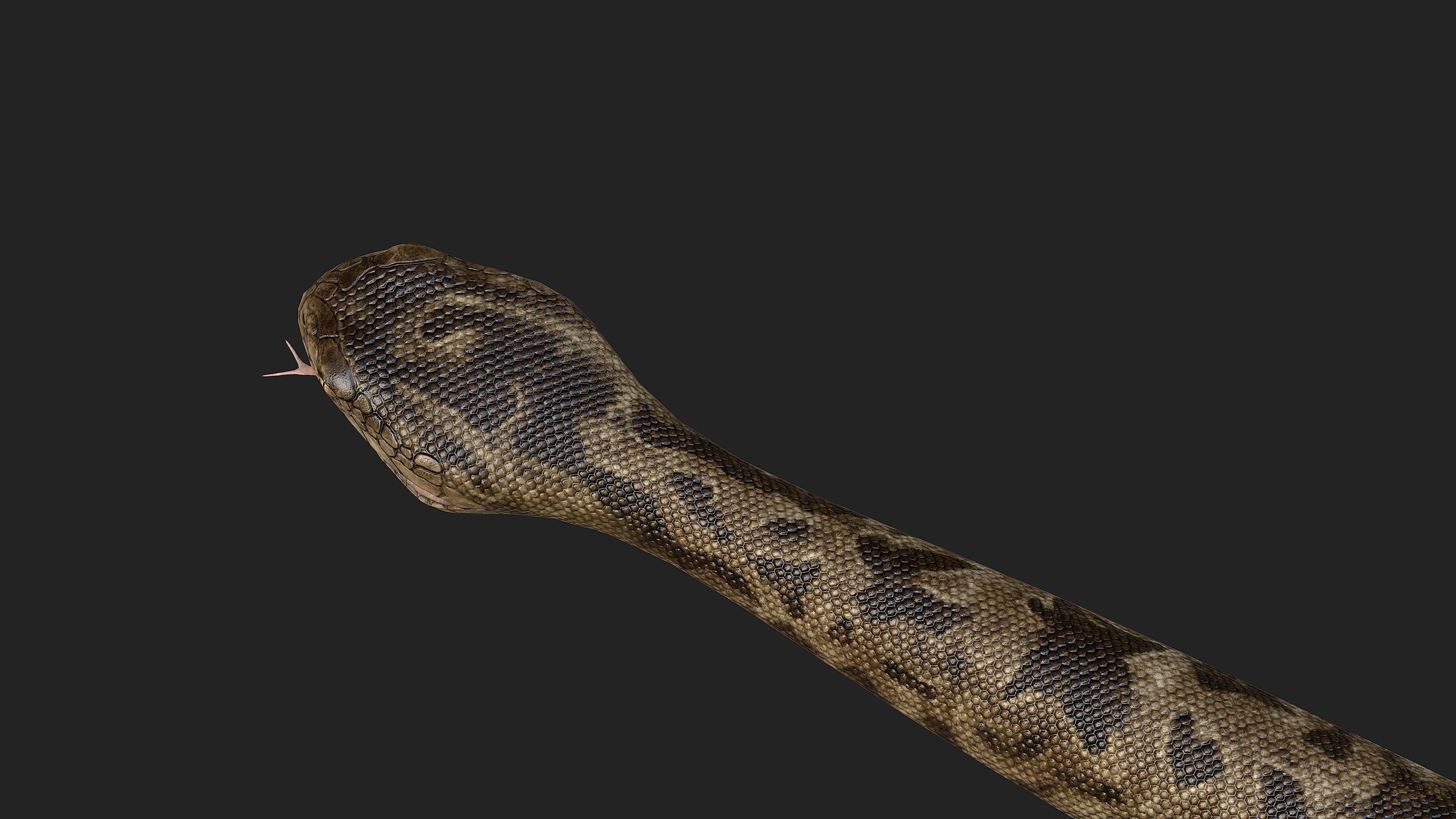 Rattlesnake snake Low-poly 3D model_4
