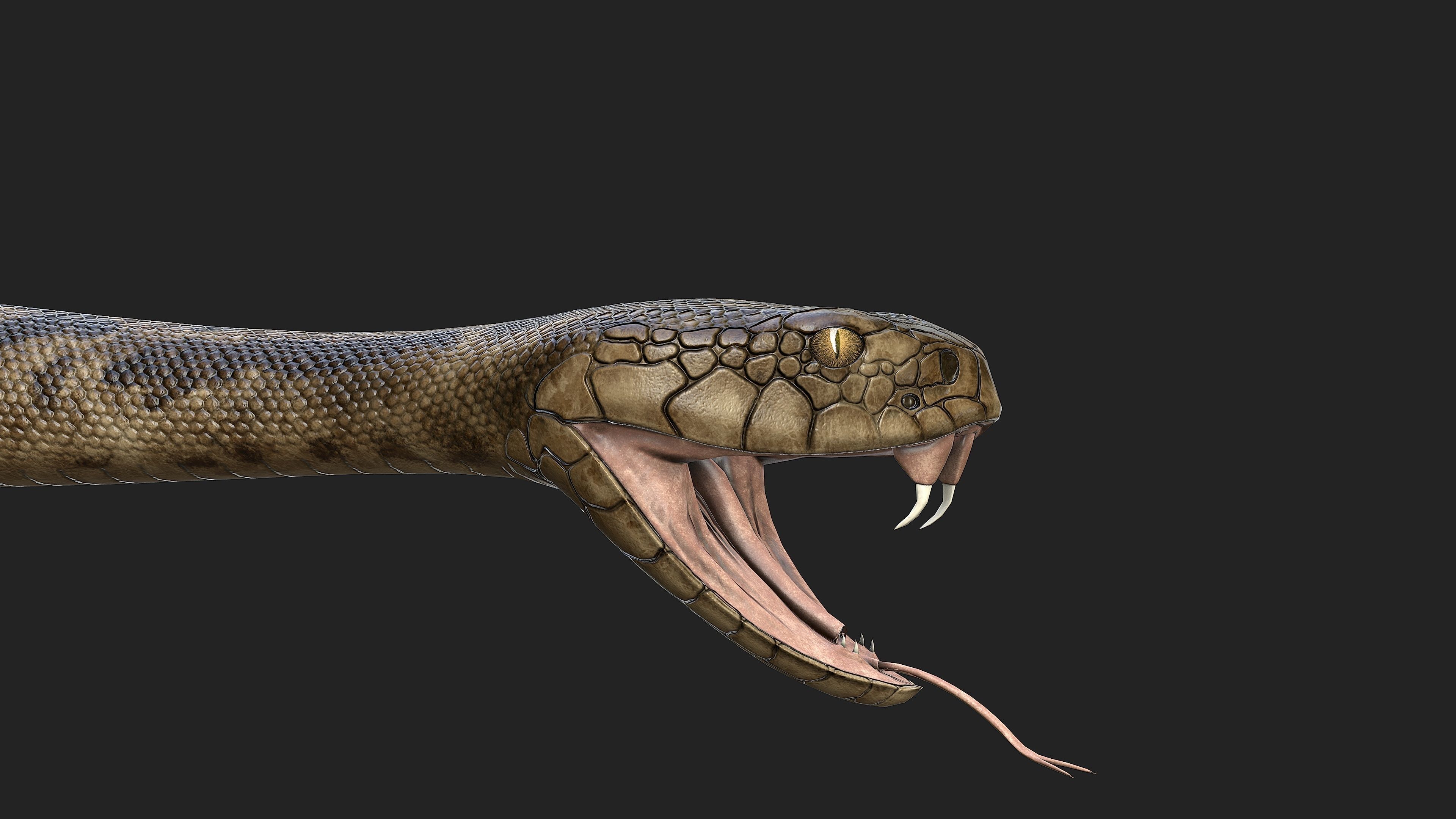 Rattlesnake snake Low-poly 3D model_9