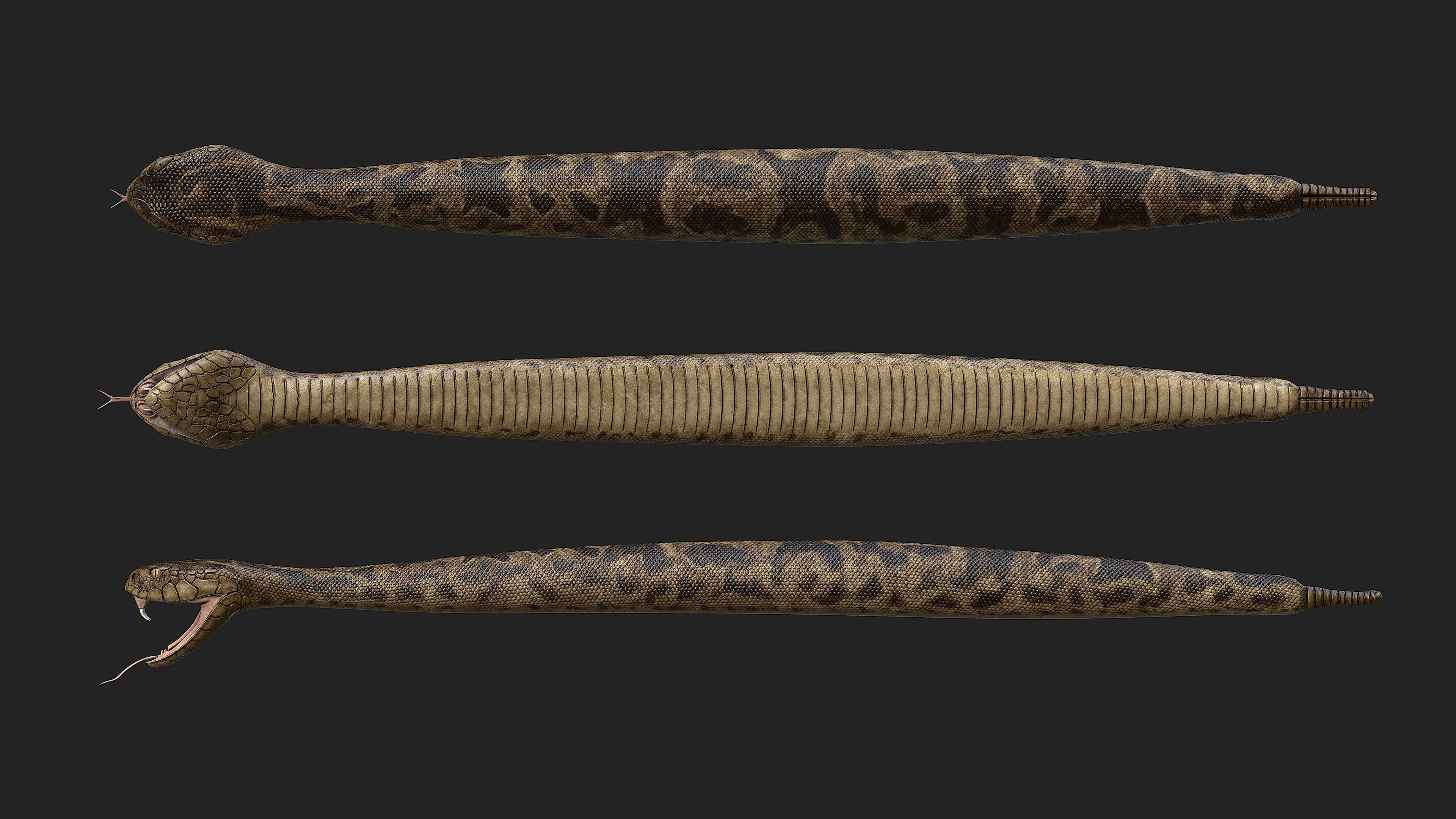 Rattlesnake snake Low-poly 3D model_2