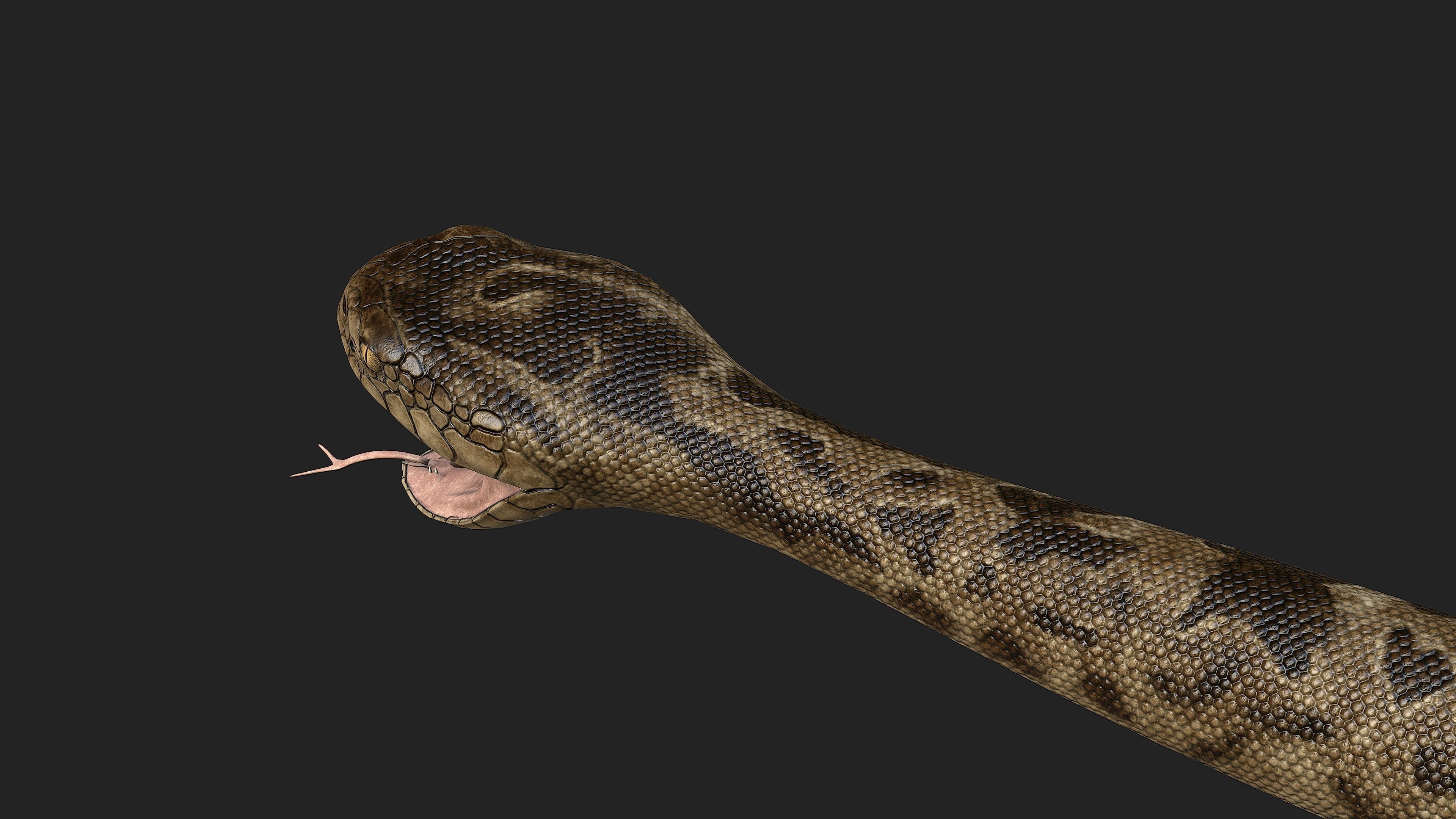 Rattlesnake snake Low-poly 3D model_10