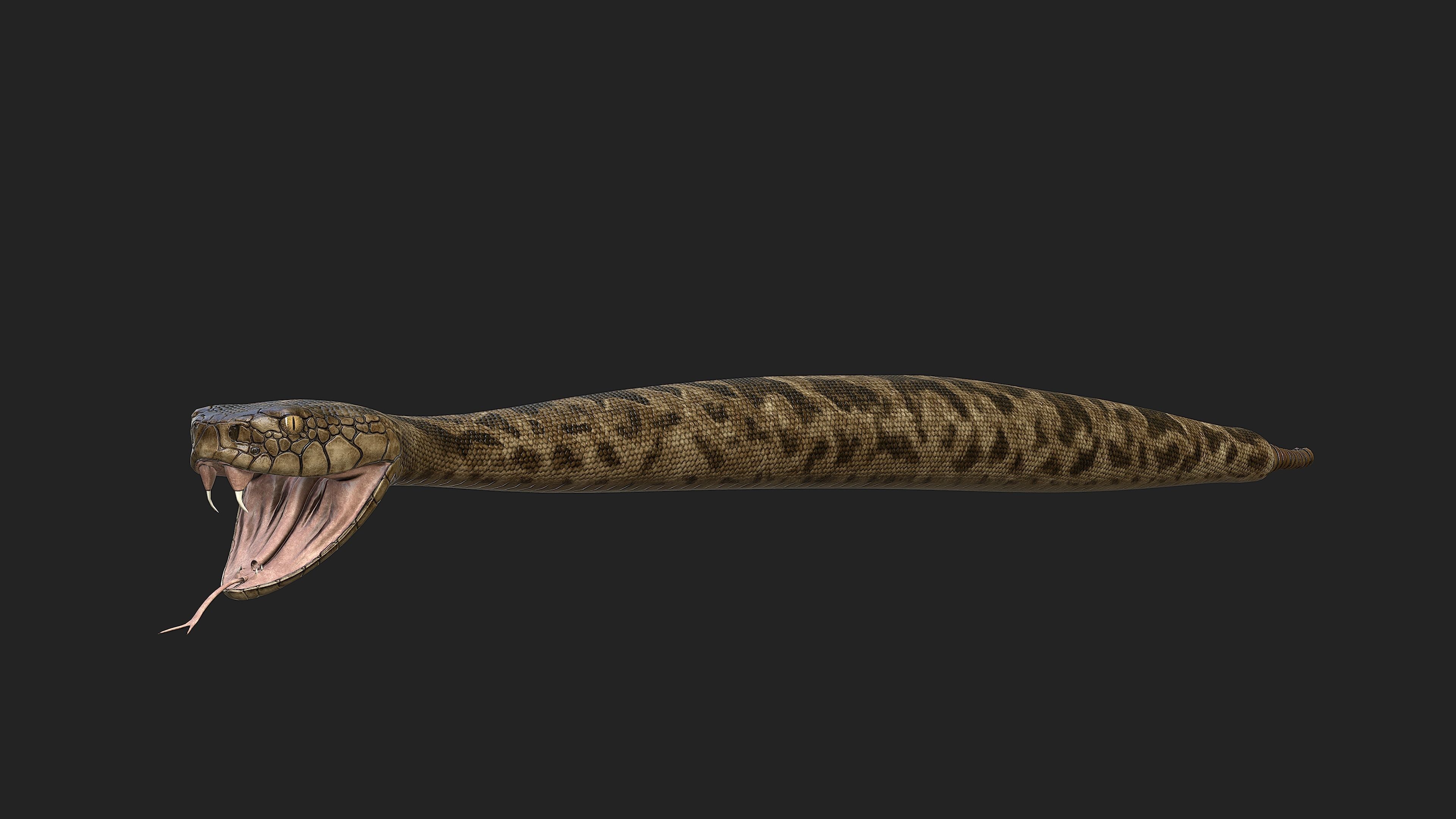 Rattlesnake snake Low-poly 3D model_1