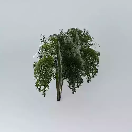 jardin trees of mariza