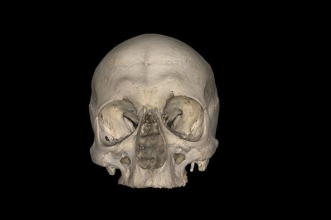 Real human young Skull 3D model