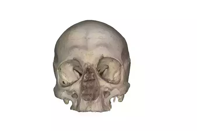 Real human young Skull