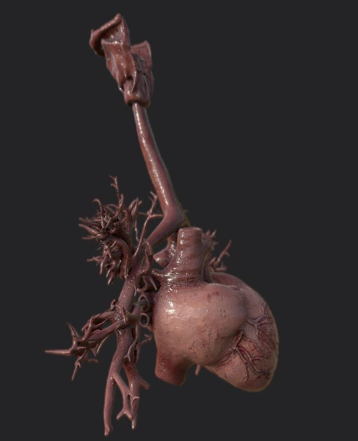 Realistic Human Heart Low-poly 3D model_3
