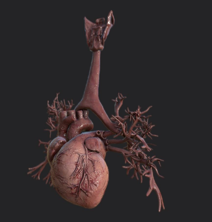 Realistic Human Heart Low-poly 3D model_1