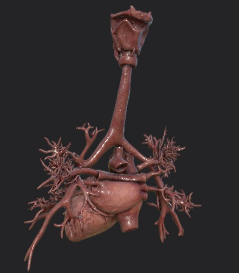 Realistic Human Heart Low-poly 3D model_2