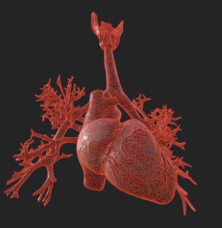 Realistic Human Heart Low-poly 3D model_6