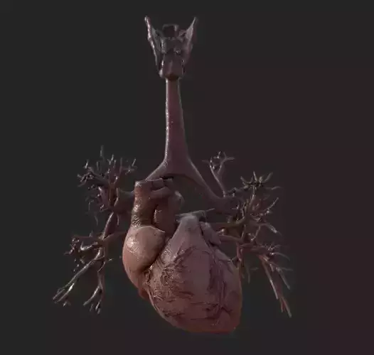 Realistic Human Heart Low-poly 3D model