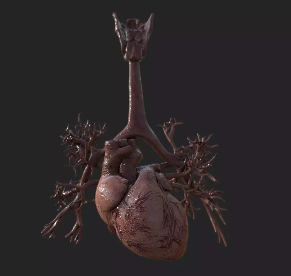 Realistic Human Heart Low-poly 3D model_0