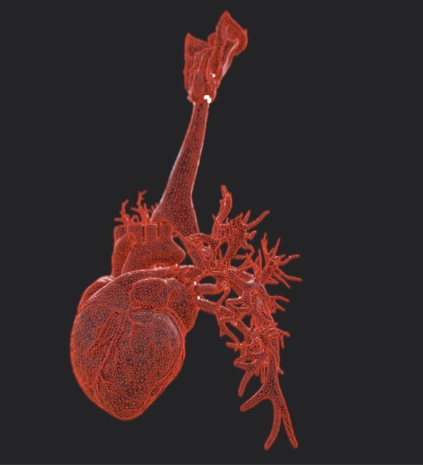 Realistic Human Heart Low-poly 3D model_7