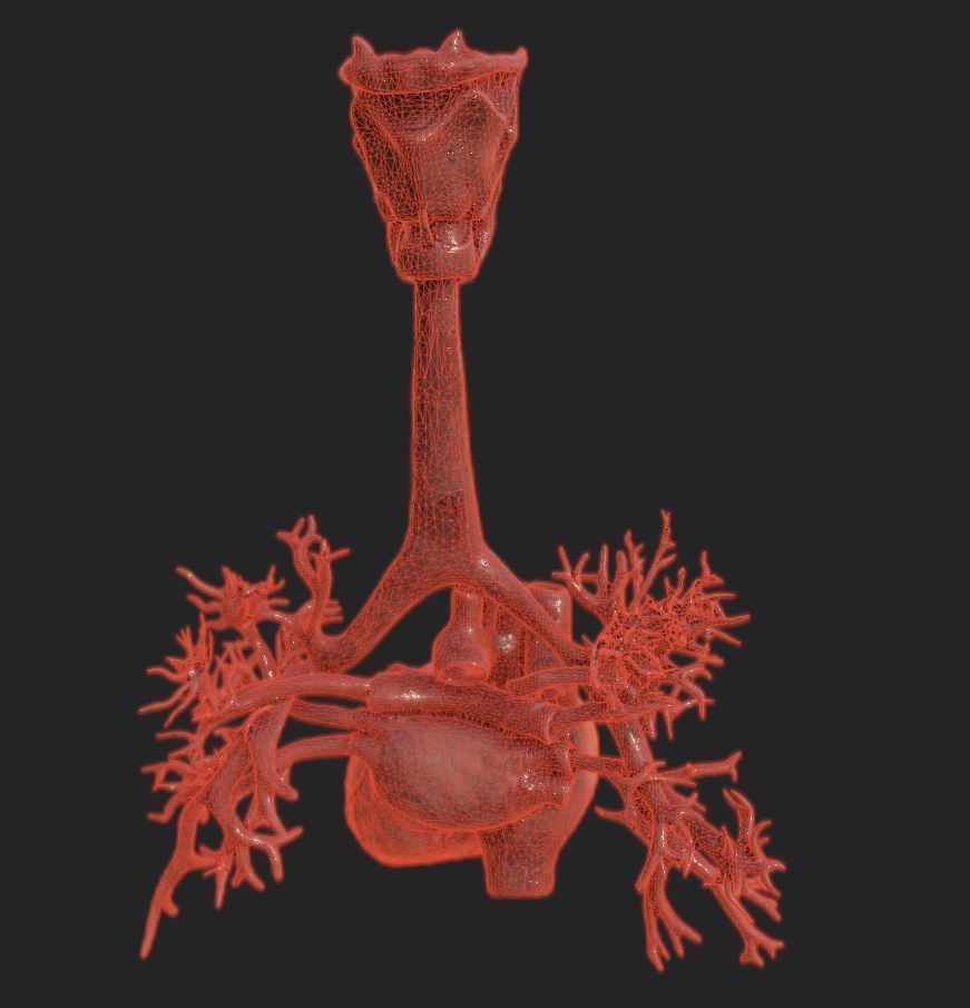 Realistic Human Heart Low-poly 3D model_10