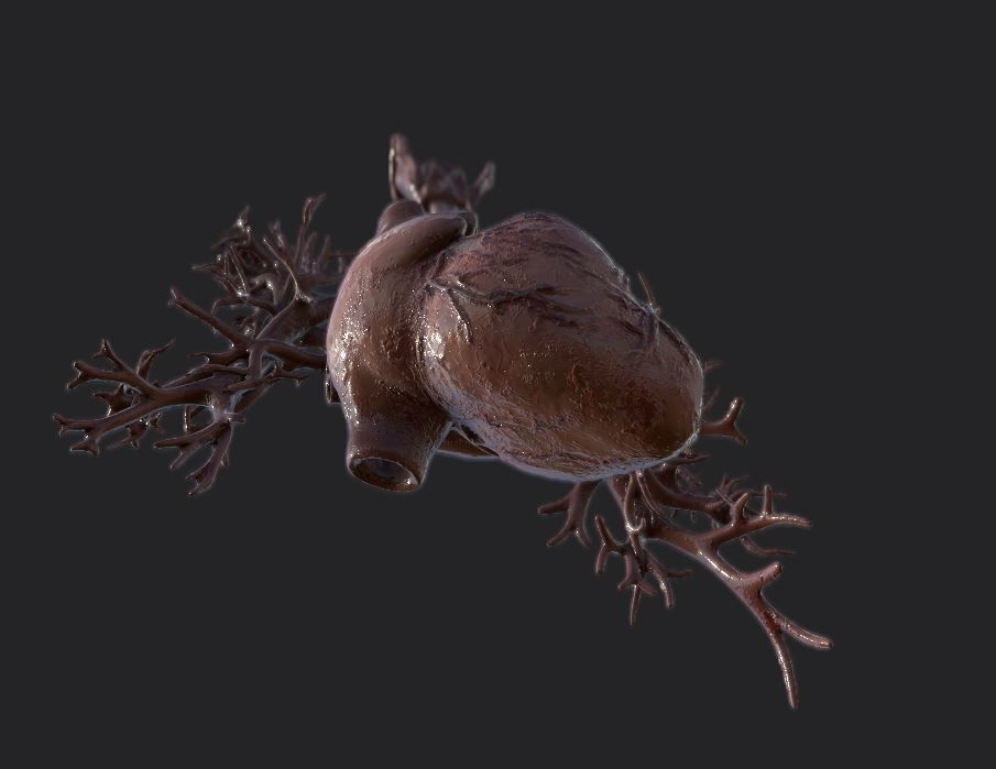 Realistic Human Heart Low-poly 3D model_5
