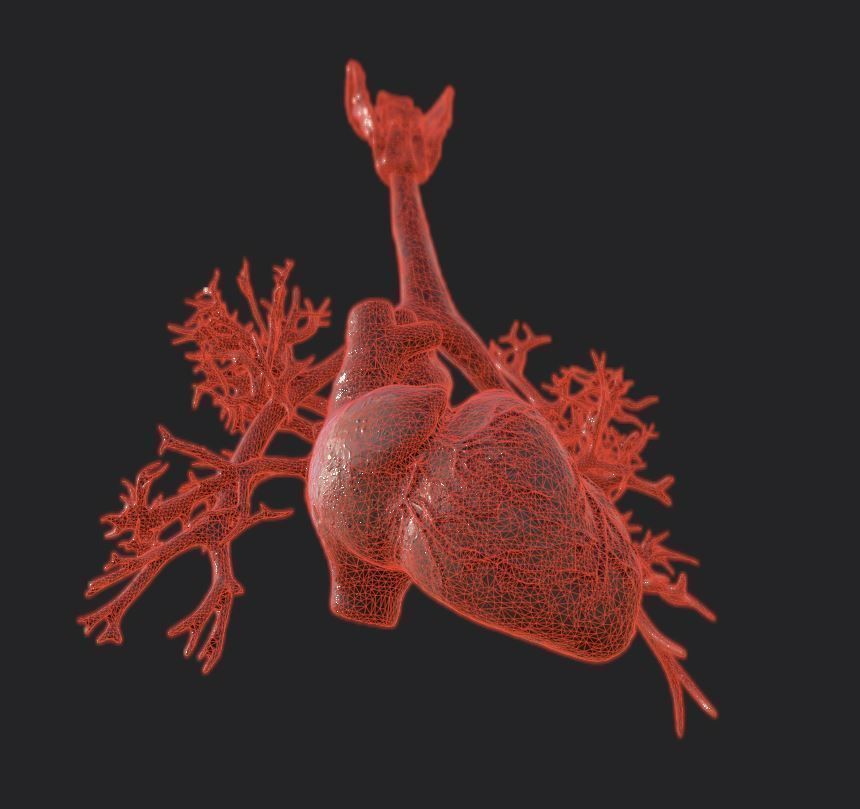 Realistic Human Heart Low-poly 3D model_8