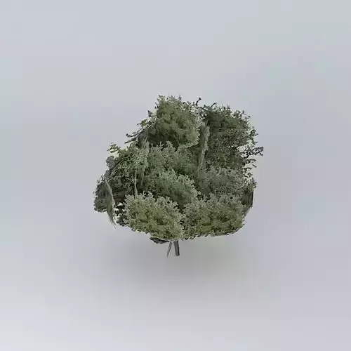 Great Tree of souza ships