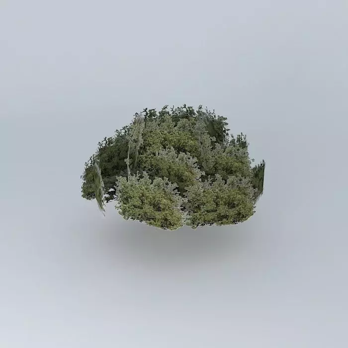 Tree 2 on reef street Free 3D model