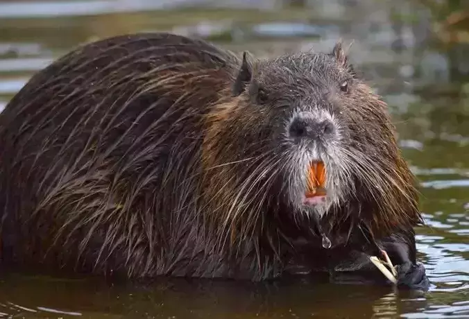 Coipo skull Southamerican otter