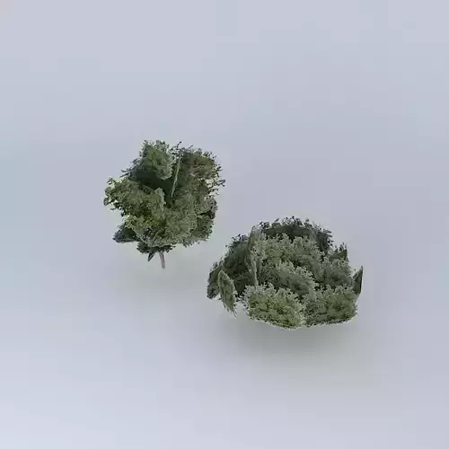 Trees in front of the store mariza