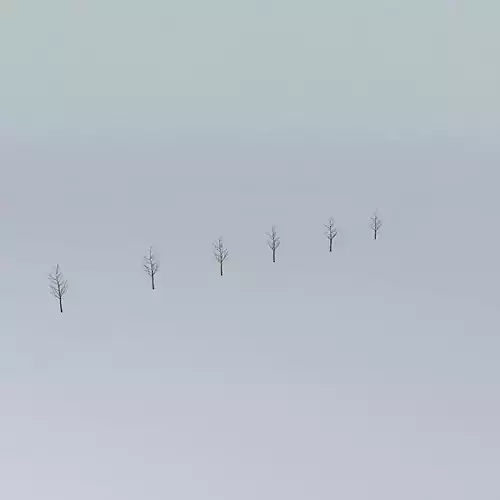 Small trees of novitta building